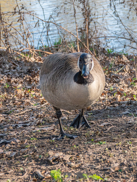 Grote Canadese gans  (3)