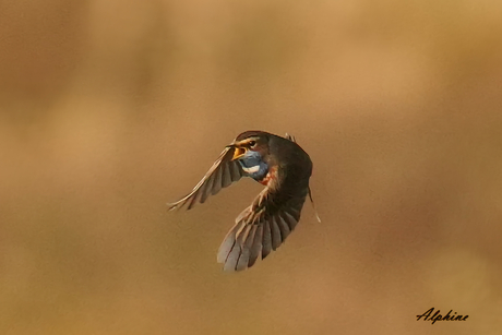 Blauwborst de Hors Texel