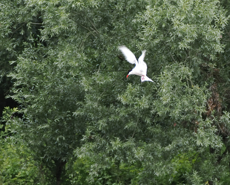 Visdief Sterna hirundo