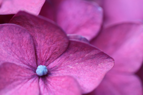 Hortensia 