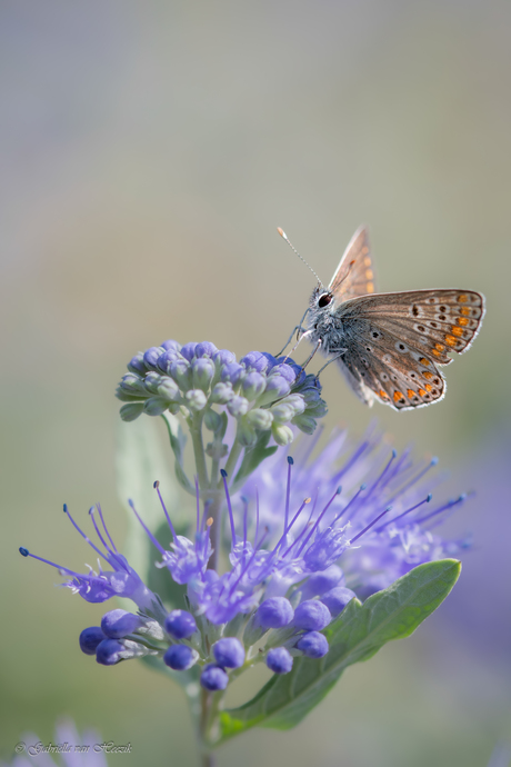 Temporarily out of order..