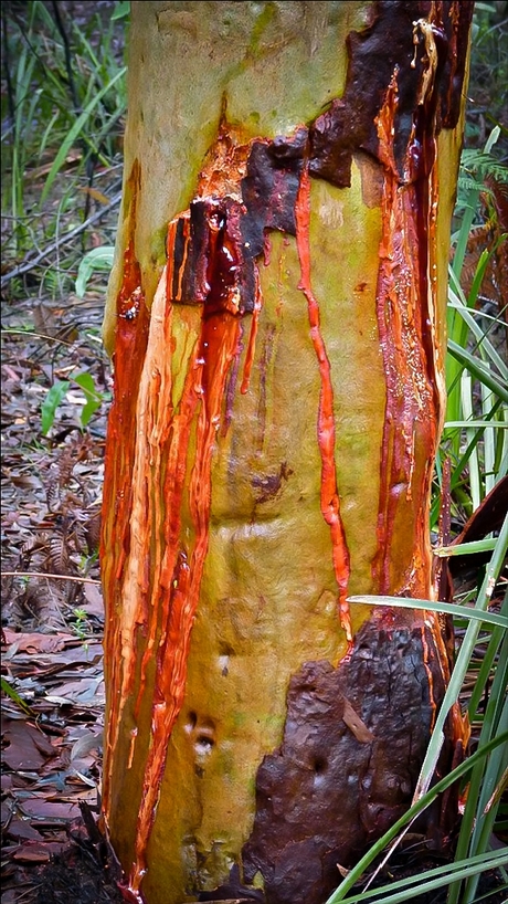 "bloedende" Eucalyptus boom