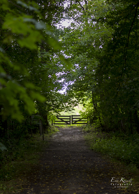 Magie van het bos.