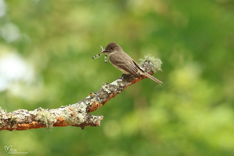 Eastern phoebe