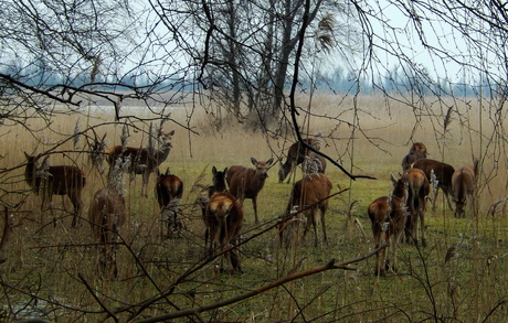 Oostvaardersplassen 2016