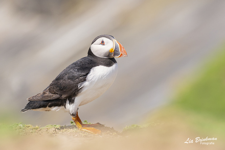 Puffin