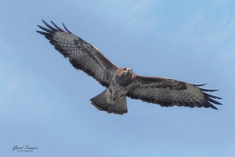 Buizerd in de vlucht