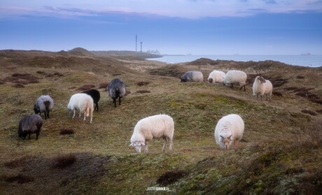 Schapen grazen rond de Mokbaai.