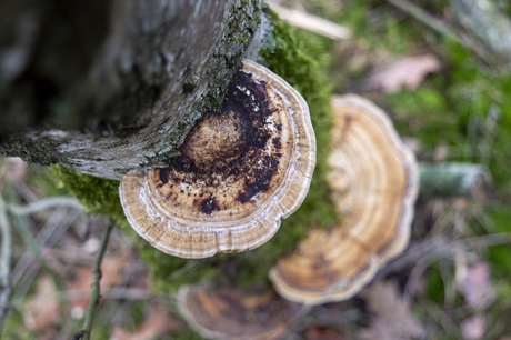 Elfenbankjes