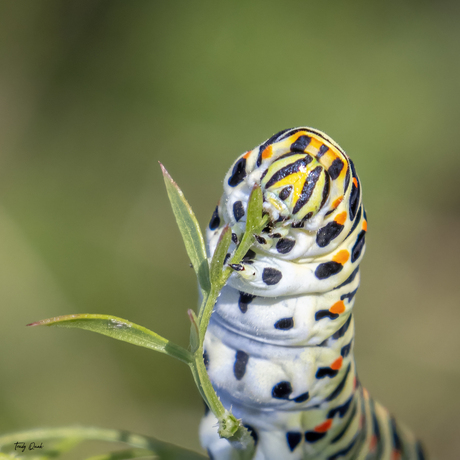 rups Koninginnenpage