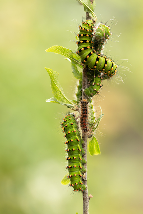 Kleintjes worden groot