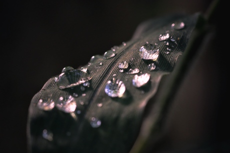 Macro druppels 