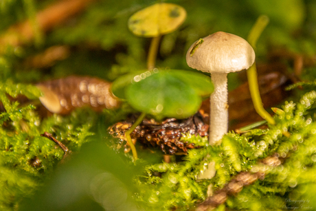 white mushroom - witte paddenstoel