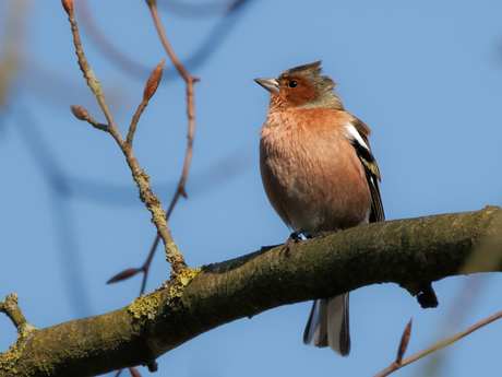 Vink
