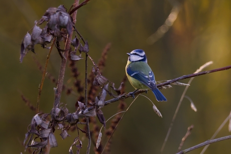 Geen Besjes te zien.