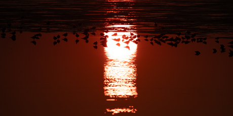 Snippen en kievitten bij zonsondergang