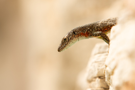 Hagedis tussen de ruïnes van Dvigrad,  Kroatië 