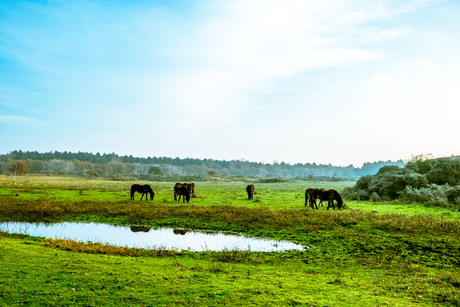 Duinen