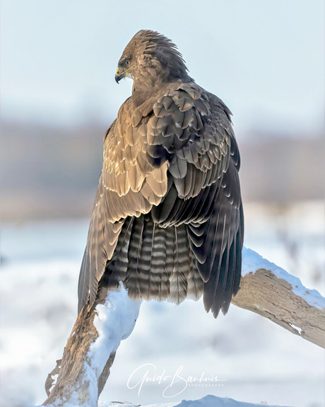 Buizerd ,laatste sneeuwval vh jaar