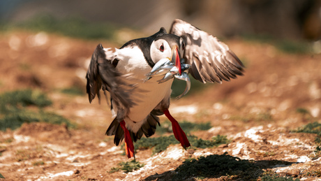 Landing papegaaiduiker ....