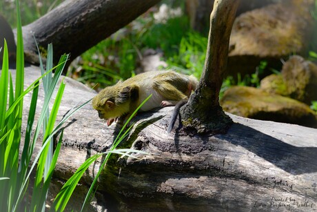 Talapoin (Noordelijke)