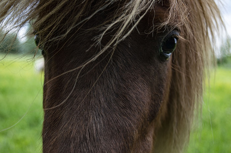 Close-up shetlander