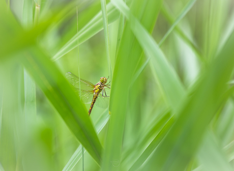 In een wirwar van riet,.. zie je mij misschien niet