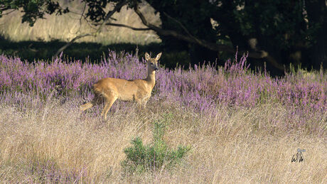 In de bloeiend heide.