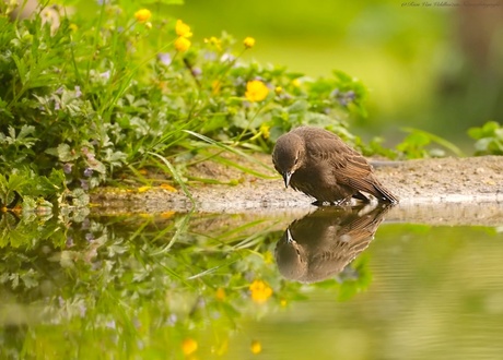 Hello who are you    ( Juveniele spreeuw  )