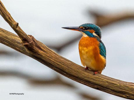 De IJsvogel.