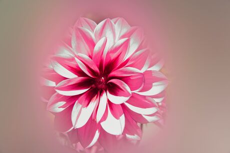 Dahlia door een zakje