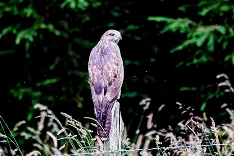 Kijk eens naar het vogeltje 