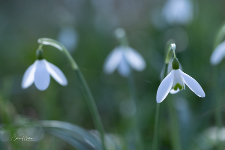 Sneeuwklokjes 