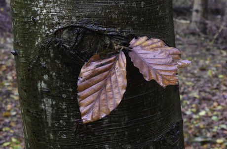 Herfst