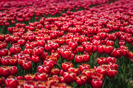 Tulpenveld