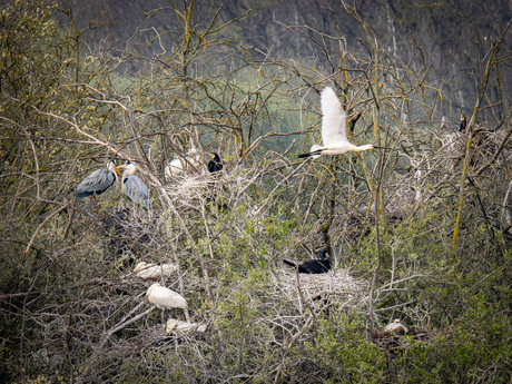 Het is druk in de bomen