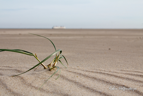 Texel