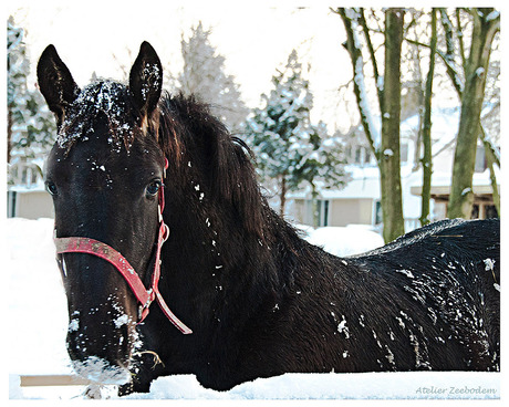 in de sneeuw...