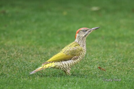 Groene specht 