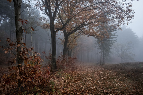 Mistig herfstbos