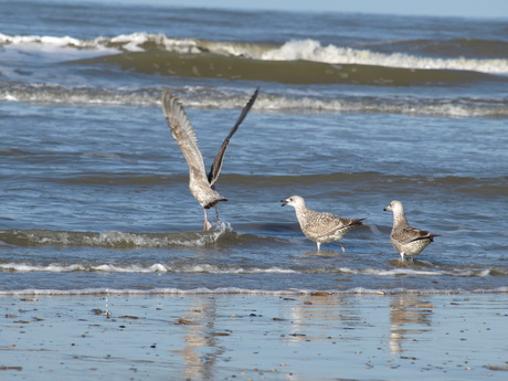 scheveningen