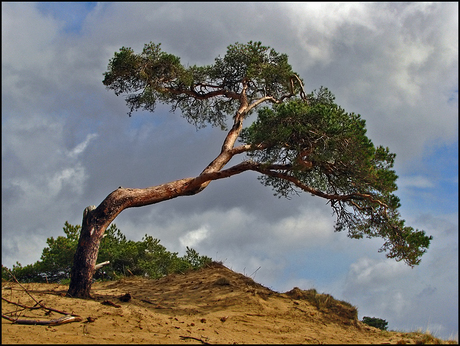 Kootwijkerzand 1