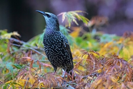 Spreeuw in herfstkleuren