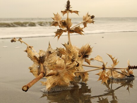 stilleven aan het strand.......