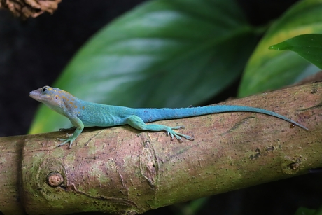 Marmeranolis