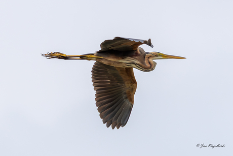 voorbij vliegende purperreiger