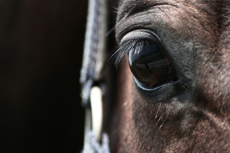 |Paarden oog.