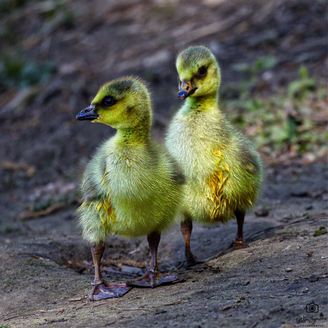 Twee kuikentjes…