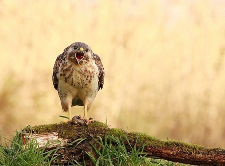 Buizerd
