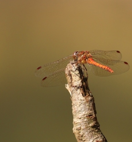 De libelle uit het midden gehaald 